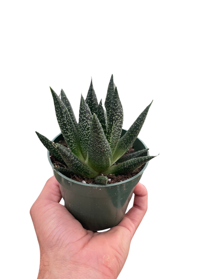 Succulent Gasteria Durban