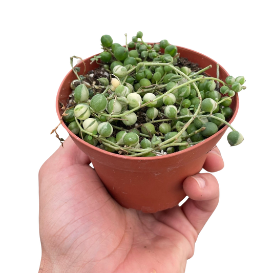 Succulent 'String of Pearls' Variegated