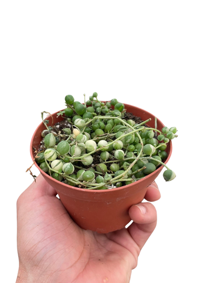 Succulent 'String of Pearls' Variegated