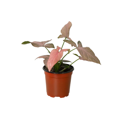 Syngonium 'Pink Splash' - 4" Pot