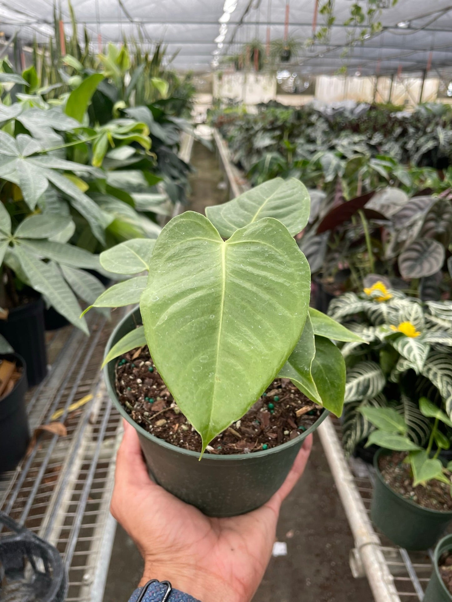 Anthurium 'Veitchii'