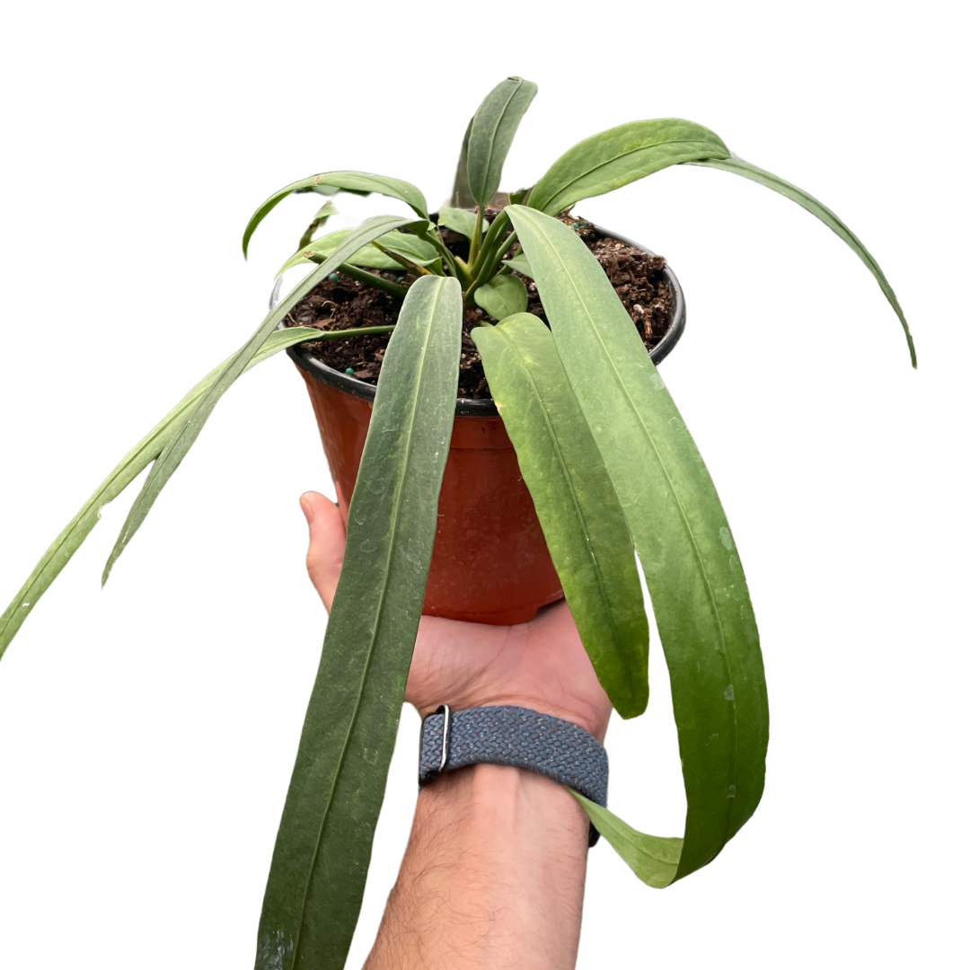 Anthurium 'Vittarifolium'