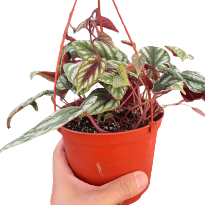 Begonia Rex Vine - 6" Pot