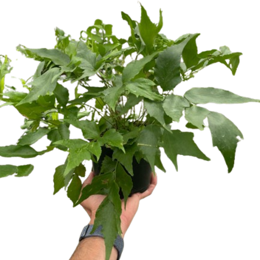 Fern 'Holly'