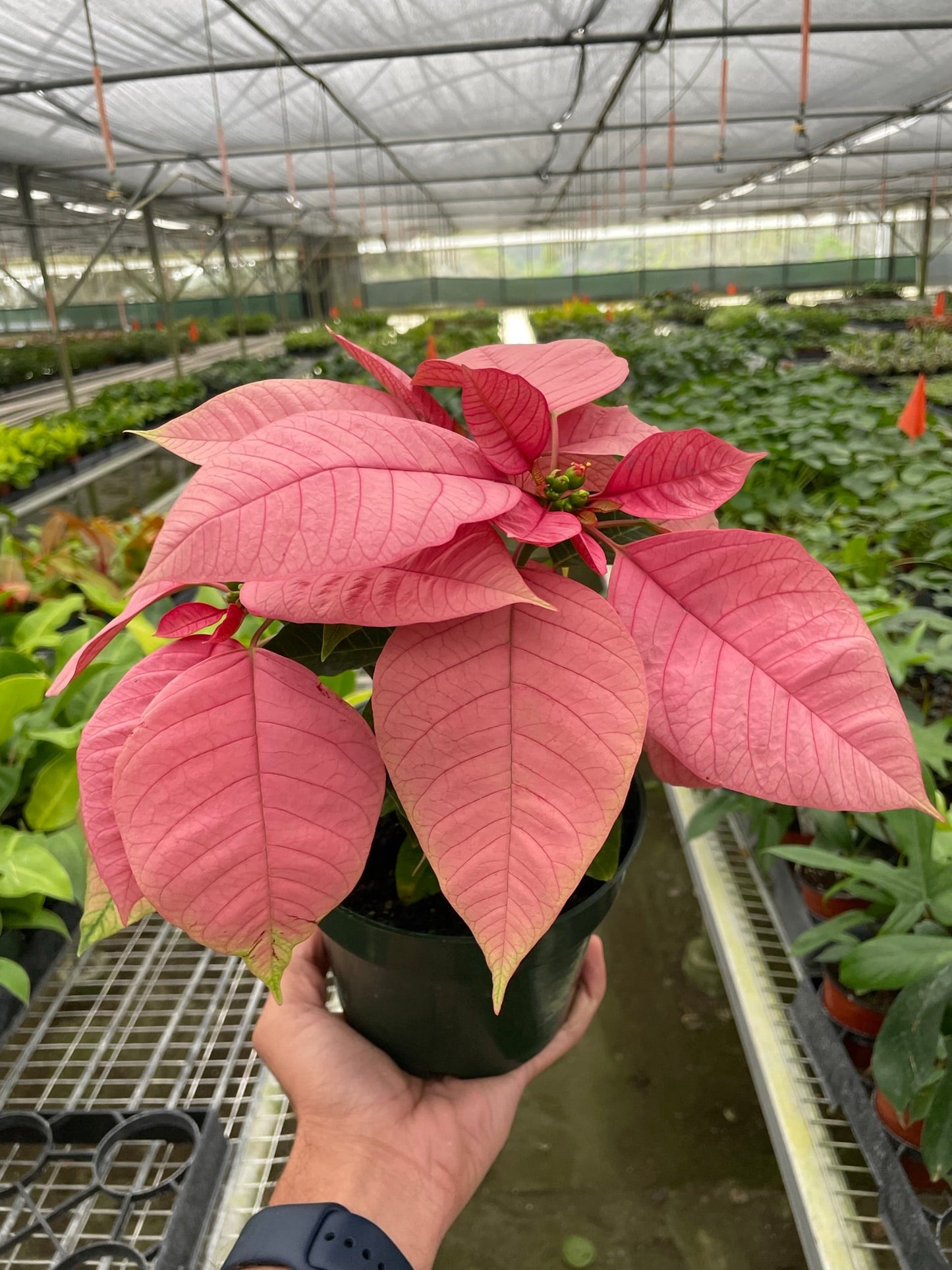 Poinsettia 'Pink'