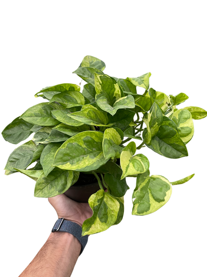 Pothos 'Lemon Meringue'