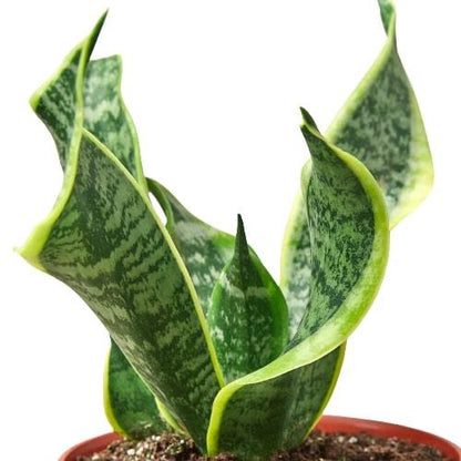 Snake Plant Twist