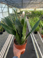 Snake Plant 'Jaboa'