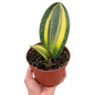 Variegated Shark Fin Snake Plant