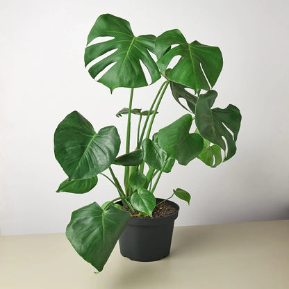 Monstera Deliciosa