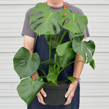 Monstera Deliciosa