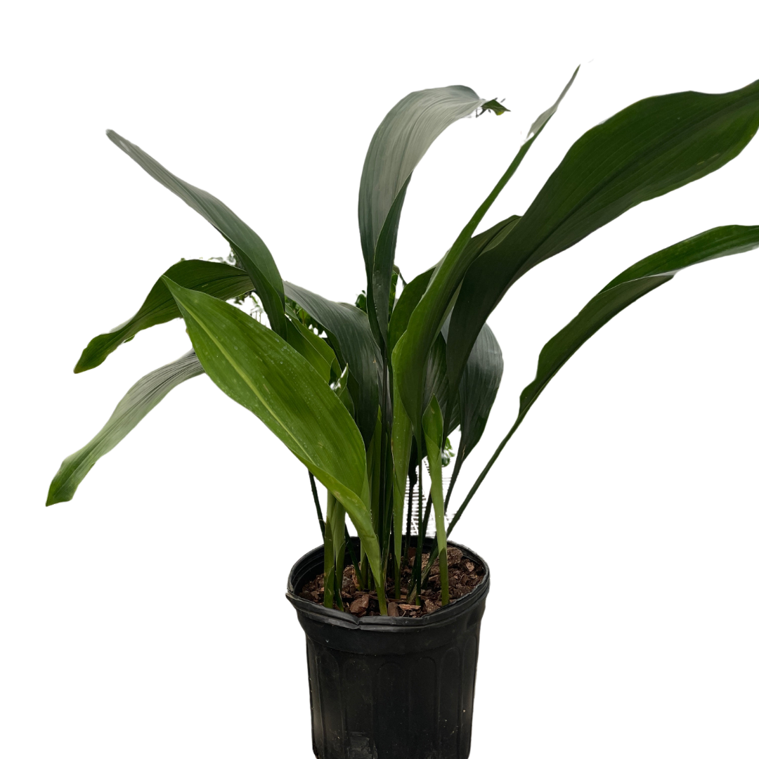 Aspidistra 'Cast Iron'