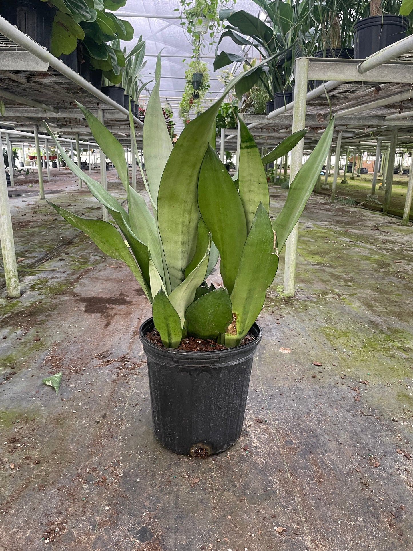 Snake Plant Moonshine