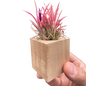 Tillandsia Air Plant Ionantha in Magnetic Wood Planter