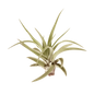 Tillandsia Air Plant Veluntina