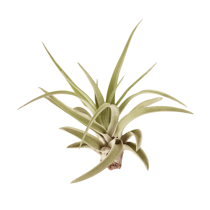 Tillandsia Air Plant Veluntina