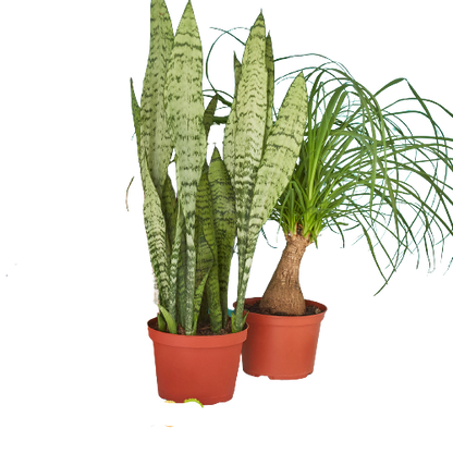 2 - 6" Indoor Plants Premium Subscription box