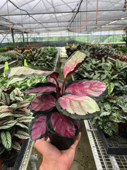 Calathea roseopicta 'Silvia'