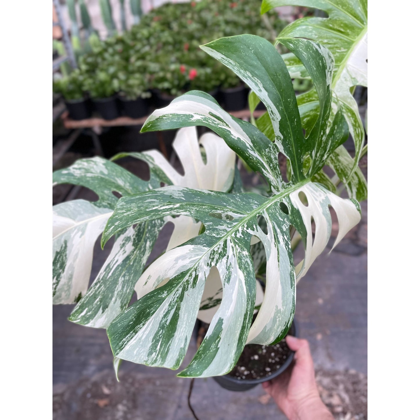 Monstera 'Albo Borsigiana Variegated'