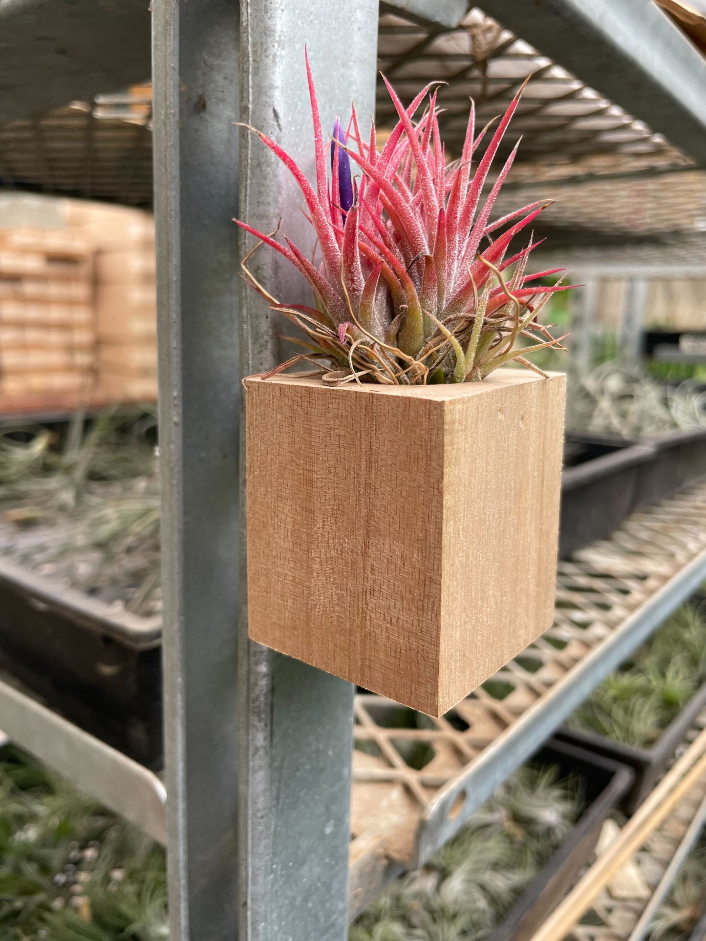 Tillandsia Air Plant Ionantha in Magnetic Wood Planter