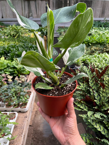 Philodendron 'White Wizard'