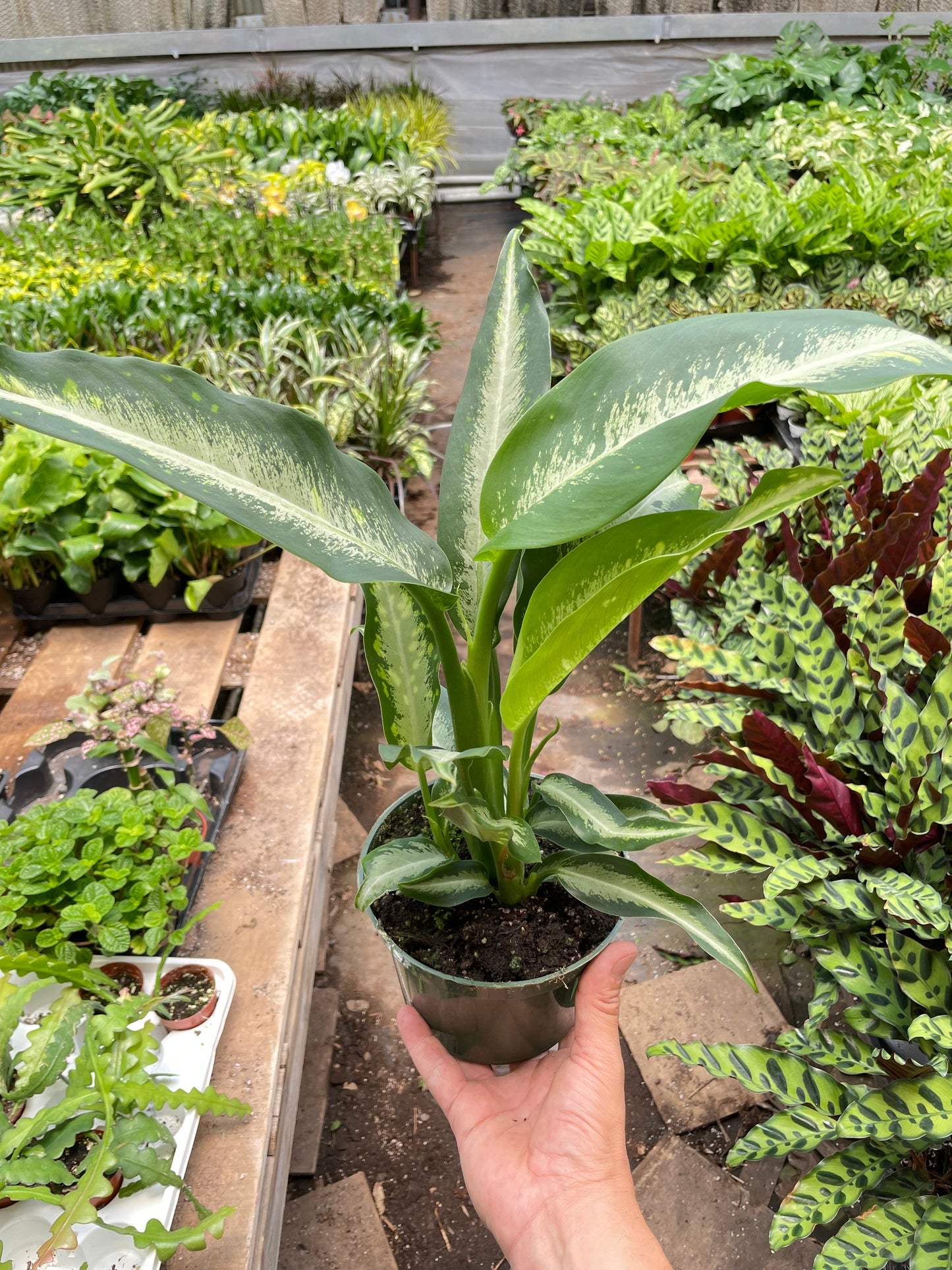 Dieffenbachia Panther