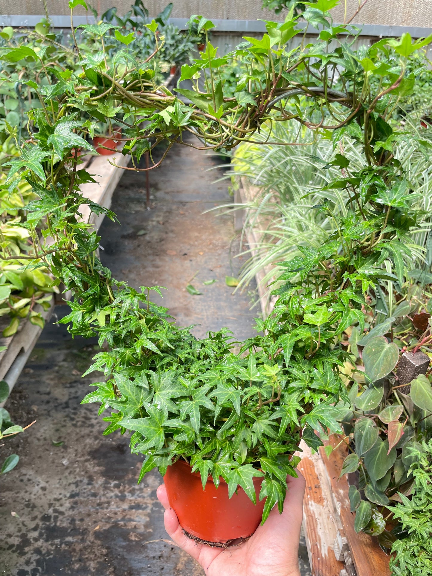 Ivy Green Topiary Heart