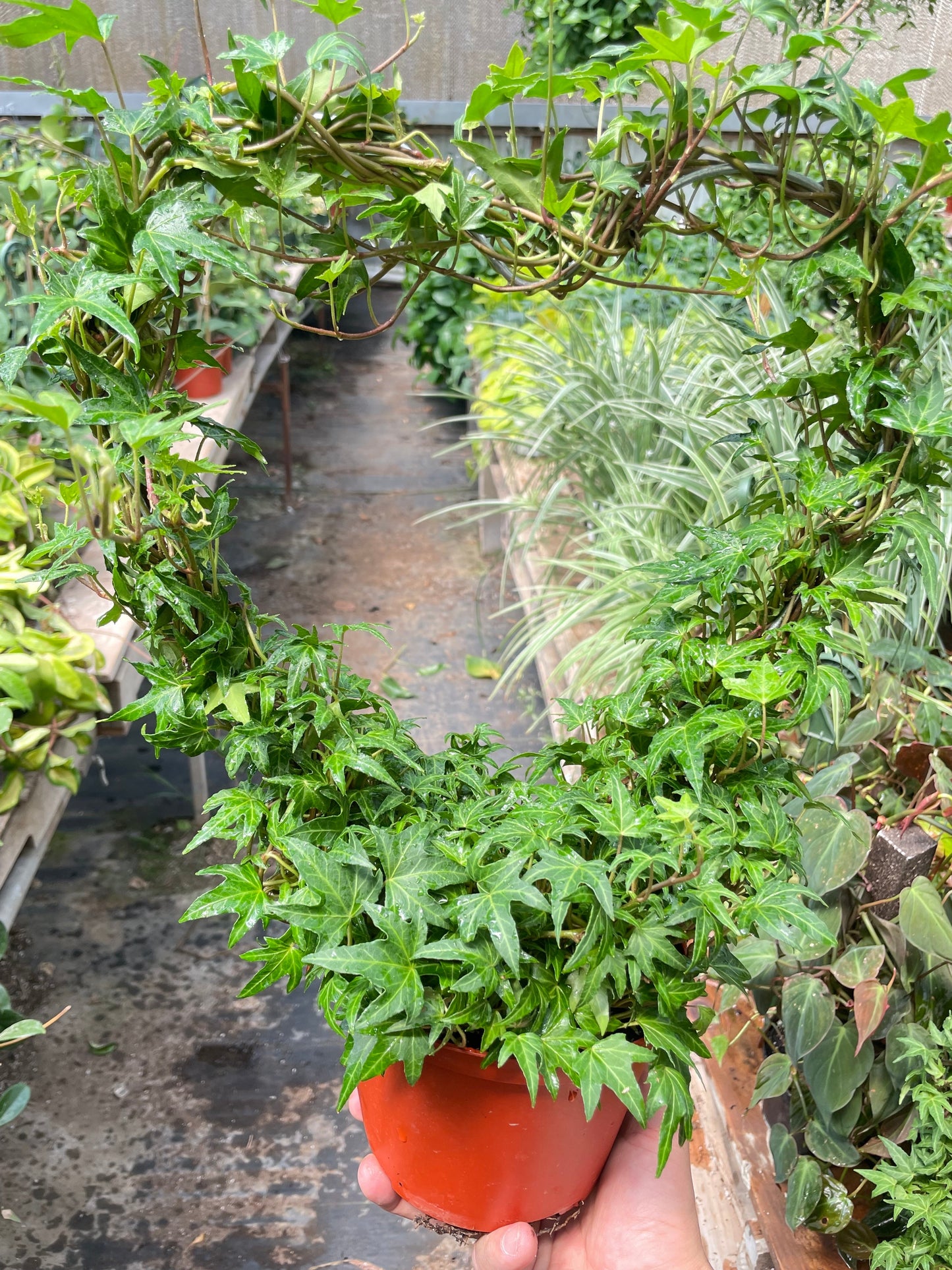 Ivy Green Topiary Heart