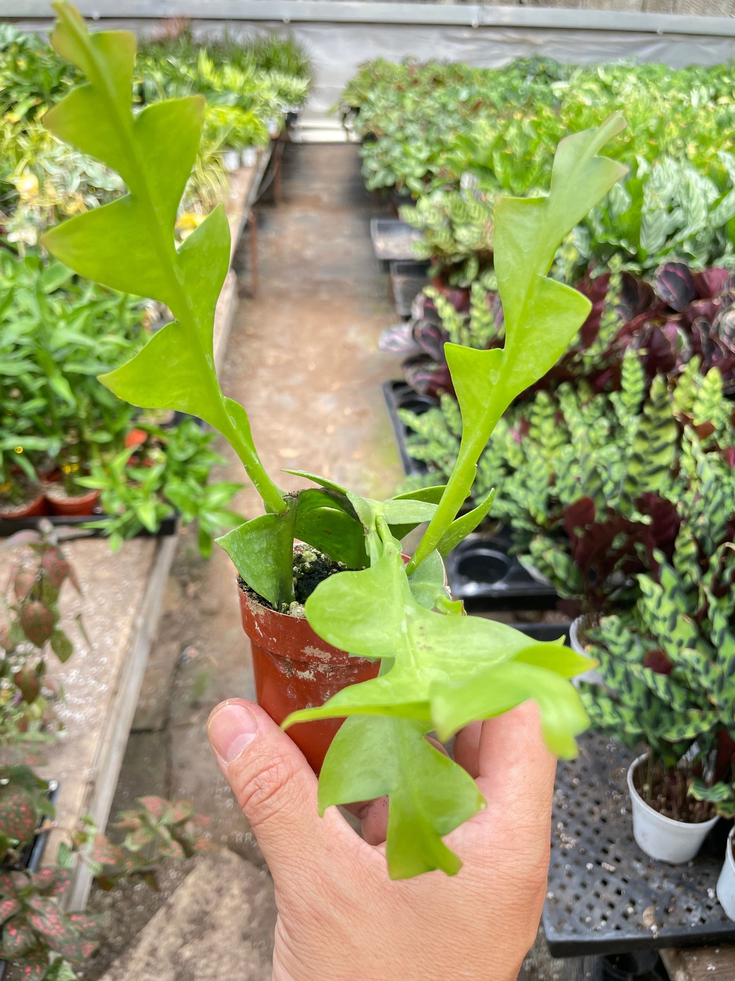 Shark Tooth Orchid Cactus