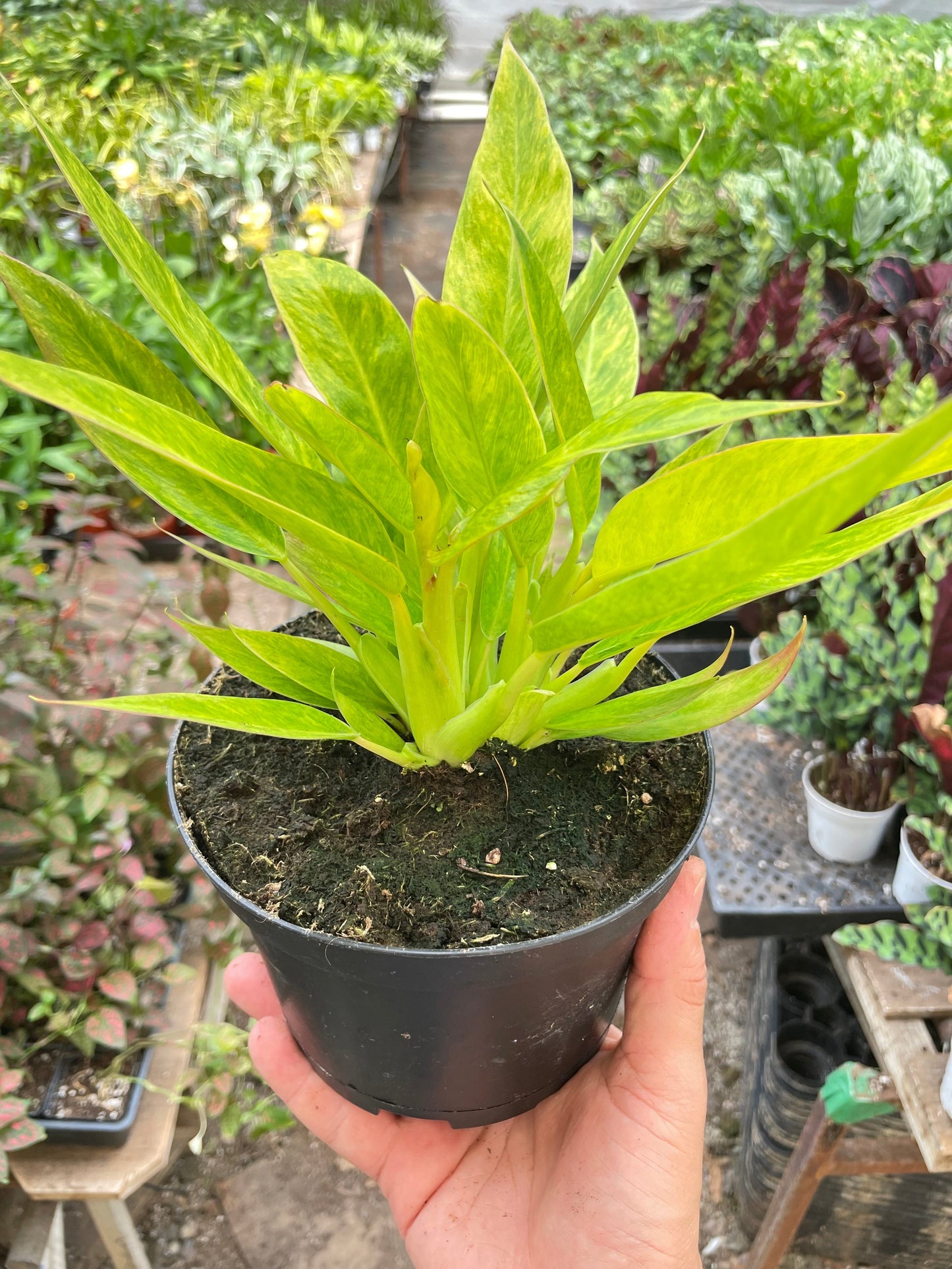 Philodendron 'Calkins Gold'