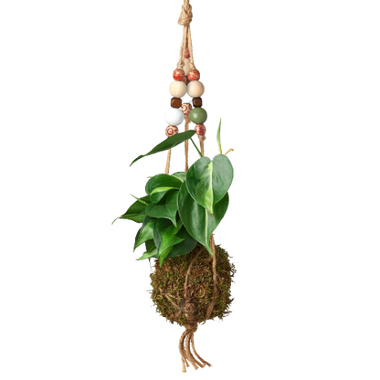 Bead Kokedama Moss Ball Hanging Plant