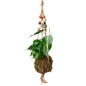 Bead Kokedama Moss Ball Hanging Plant