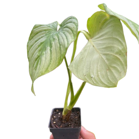 Philodendron 'Mamei'