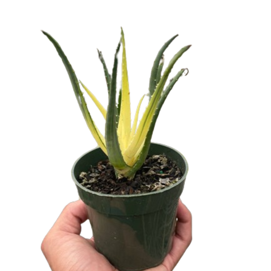 Succulent Aloe Solar Flare