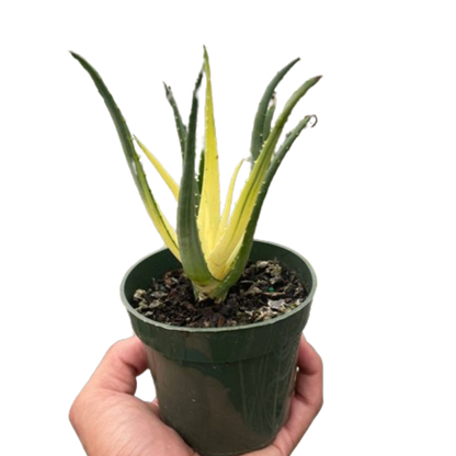 Succulent Aloe Solar Flare