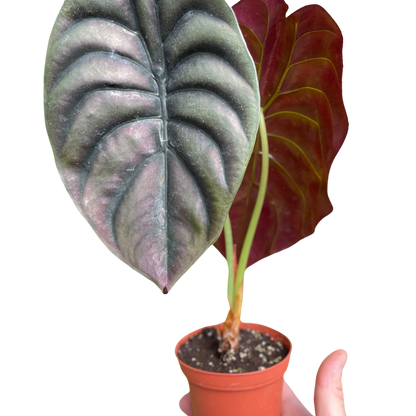 Alocasia 'Red Secret'