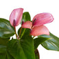 Anthurium 'Purple'