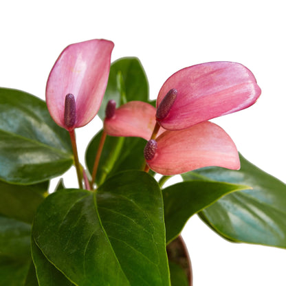 Anthurium 'Purple'