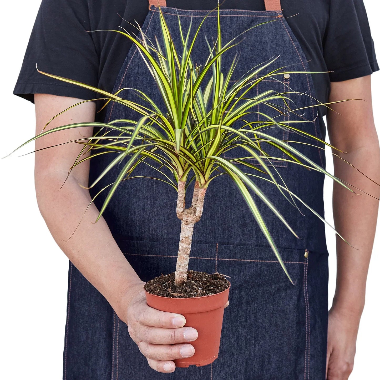 Dracaena Marginata 'Sunshine'