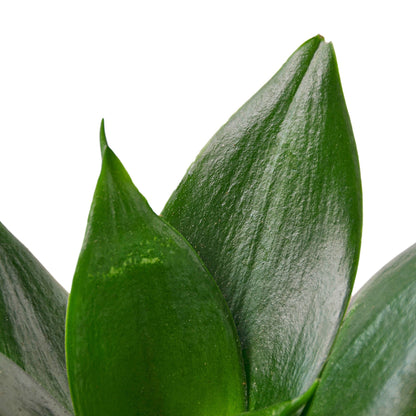 Snake Plant Jade