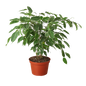 Ficus 'Breeze' - 6" Pot