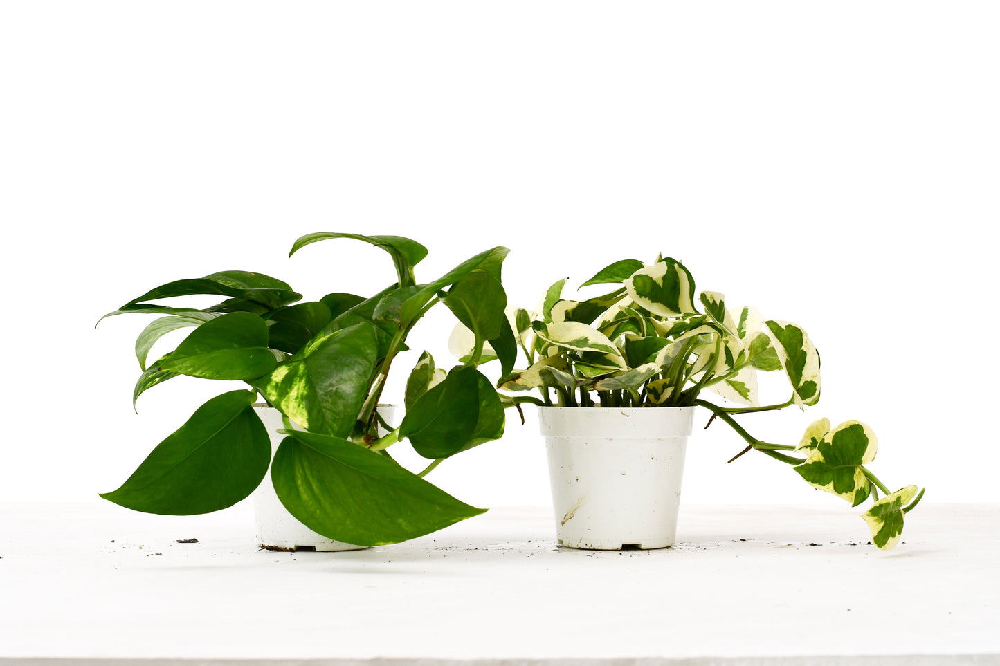 2 Pothos Variety Pack - 4" Pot