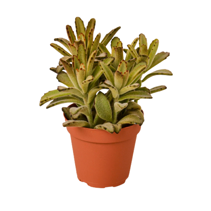 Kalanchoe Tomentosa 'Chocolate Soldier' Succulent - 4" Pot