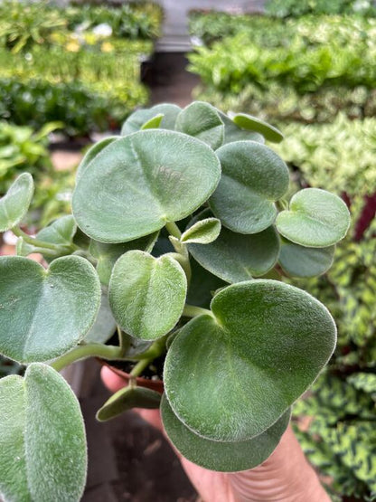 Peperomia 'Felted'